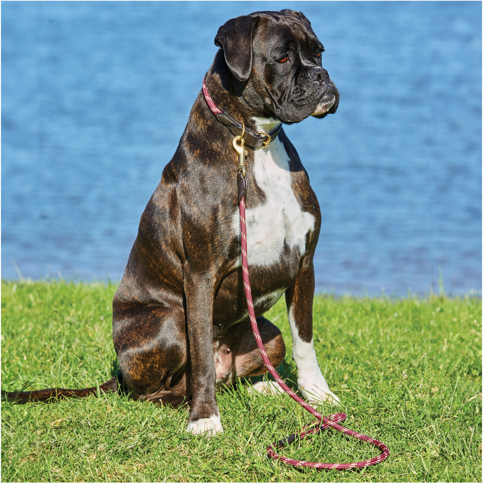Weatherbeeta Rope Leather Dog Collar 1001700 - Burgundy